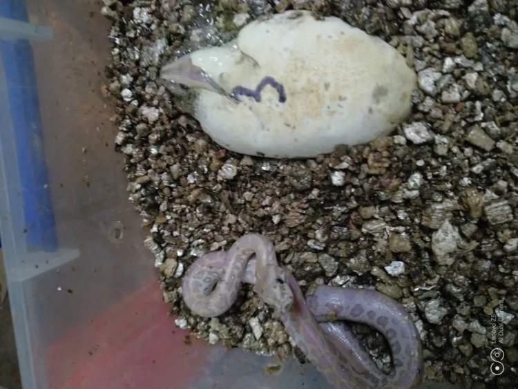 最新萌萌萌盤，小巷中的隱藏美食寶藏探秘