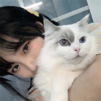 最新女生抱貓頭像，時尚潮流中的溫馨瞬間